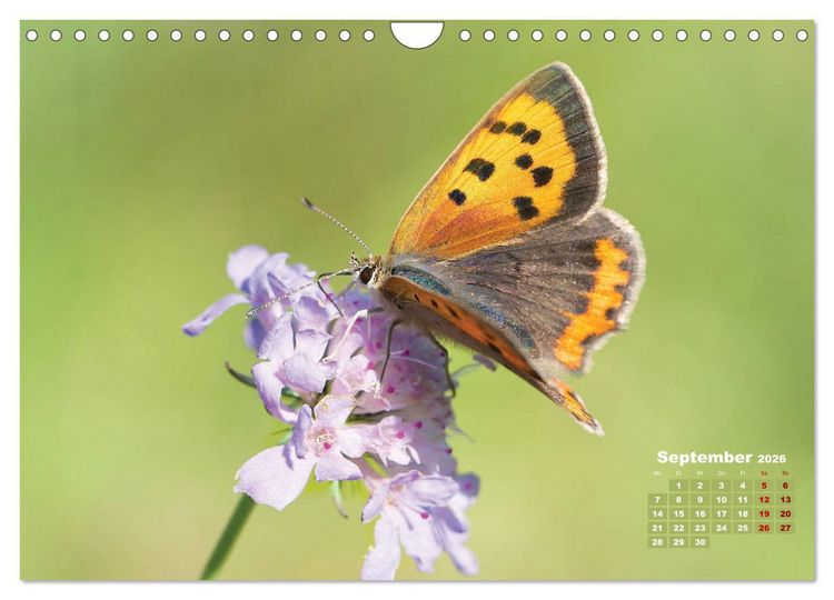 Produktbild: GEOclick Lernkalender: Portr&auml;ts einheimischer Schmetterlinge (Wandkalender 2026 DIN A4 quer), CALVENDO Monatskalender