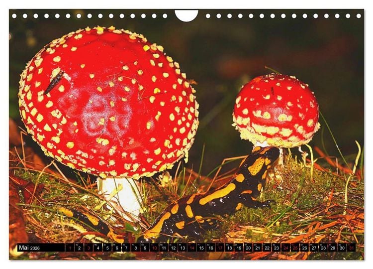Produktbild: Im Revier der Salamander (Wandkalender 2026 DIN A4 quer), CALVENDO Monatskalender