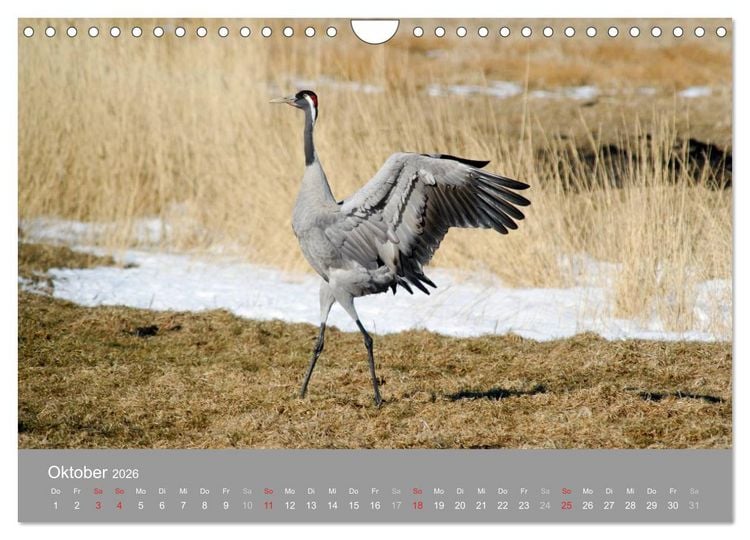 Produktbild: Kraniche in Vorpommern (Wandkalender 2026 DIN A4 quer), CALVENDO Monatskalender