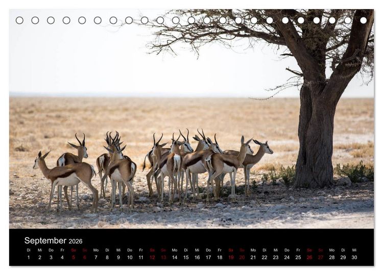 Produktbild: Afrika - Faszination Tierwelt (Tischkalender 2026 DIN A5 quer), CALVENDO Monatskalender