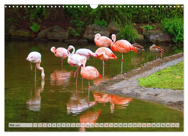 Produktbild: Flamingo Zauber (Wandkalender 2026 DIN A3 quer), CALVENDO Monatskalender