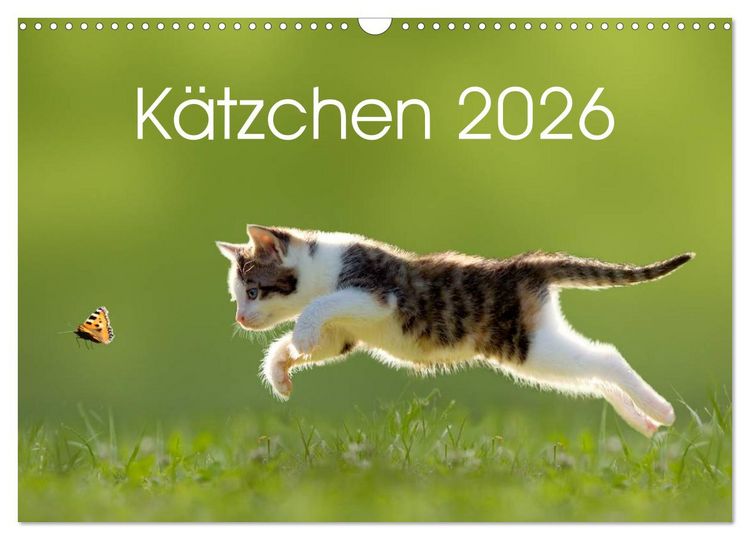 Produktbild: K&auml;tzchen 2026 (Wandkalender 2026 DIN A3 quer), CALVENDO Monatskalender