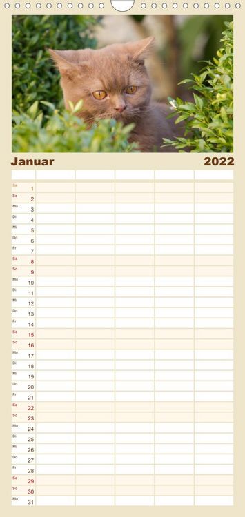 Produktbild: Familienplaner B&auml;rige Schmusetiger - Britisch Kurzhaar Katzen (Wandkalender 2022 , 21 cm x 45 cm, hoch)