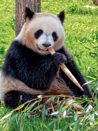 Produktbild: CALVENDO Puzzle Panda | 1000 Teile Lege-Gr&ouml;&szlig;e 64x48cm Foto-Puzzle f&uuml;r gl&uuml;ckliche Stunden