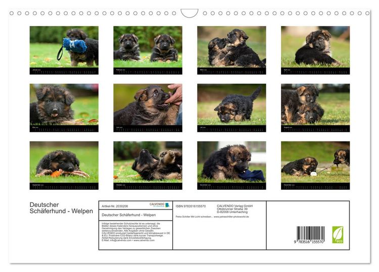 Produktbild: Deutscher Sch&auml;ferhund - Welpen (Wandkalender 2026 DIN A3 quer), CALVENDO Monatskalender