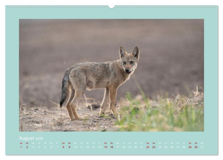 Produktbild: W&ouml;lfe, Impressionen aus der Lausitz (Wandkalender 2026 DIN A2 quer), CALVENDO Monatskalender