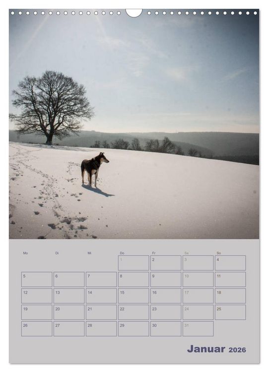 Produktbild: Kurzhaarcollies (Wandkalender 2026 DIN A3 hoch), CALVENDO Monatskalender