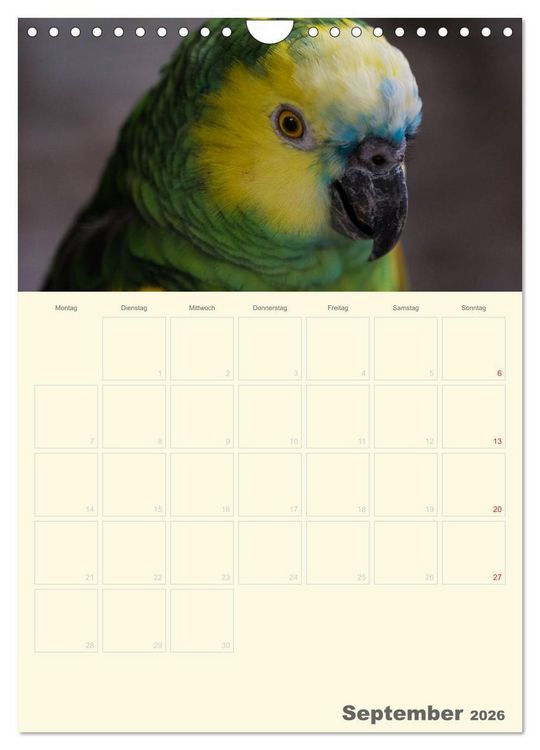 Produktbild: Kunterbunter Papageien-Planer (Wandkalender 2026 DIN A4 hoch), CALVENDO Monatskalender