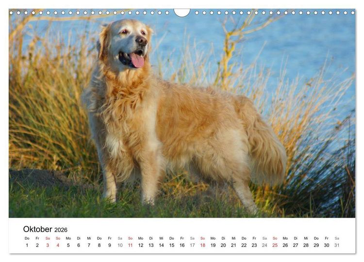 Produktbild: Golden Retriever Power (Wandkalender 2026 DIN A3 quer), CALVENDO Monatskalender
