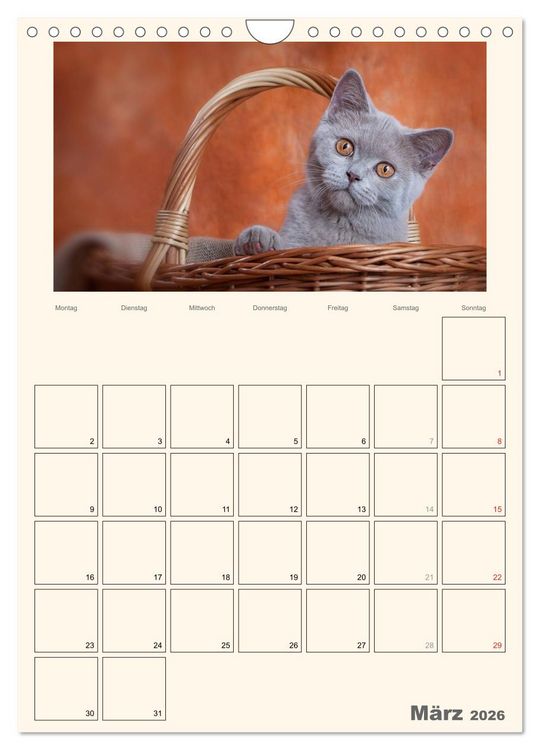 Produktbild: Schmusige Britisch Kurzhaar (Wandkalender 2026 DIN A4 hoch), CALVENDO Monatskalender