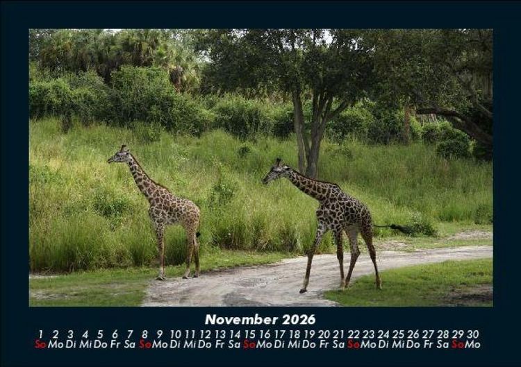 Produktbild: Giraffen 2026 Fotokalender DIN A5