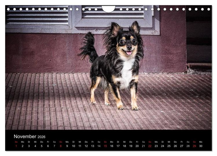 Produktbild: Chihuahuas - Cool and Cute (Wandkalender 2026 DIN A4 quer), CALVENDO Monatskalender