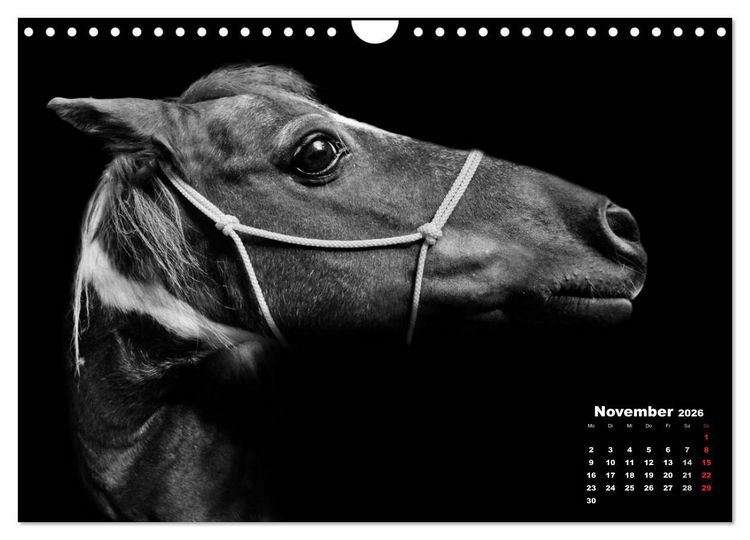 Produktbild: Pferde zwischen Licht und Schatten (Wandkalender 2026 DIN A4 quer), CALVENDO Monatskalender