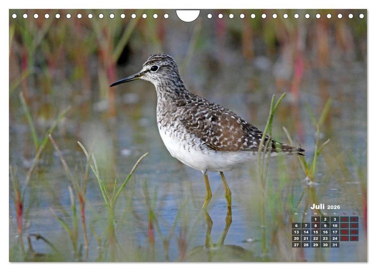 Produktbild: Limikolen - Watv&ouml;gel Europas (Wandkalender 2026 DIN A4 quer), CALVENDO Monatskalender