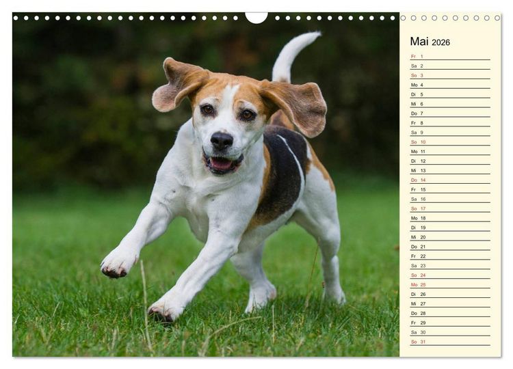Produktbild: Beagle - Herz auf 4 Pfoten (Wandkalender 2026 DIN A3 quer), CALVENDO Monatskalender