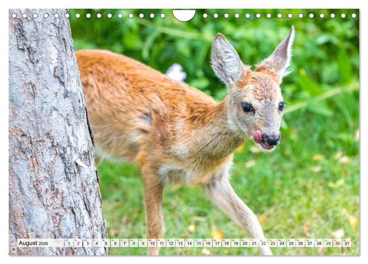 Produktbild: Rehe - Sanfte Waldbewohner (Wandkalender 2026 DIN A4 quer), CALVENDO Monatskalender