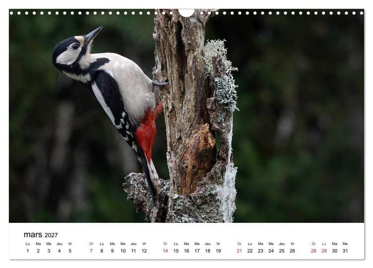 Produktbild: Oiseaux de nos villages en G&acirc;tinais (Calendrier mural 2027 DIN A3 vertical), CALVENDO calendrier mensuel
