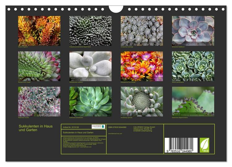 Produktbild: Sukkulenten in Haus und Garten (Wandkalender 2026 DIN A4 quer), CALVENDO Monatskalender
