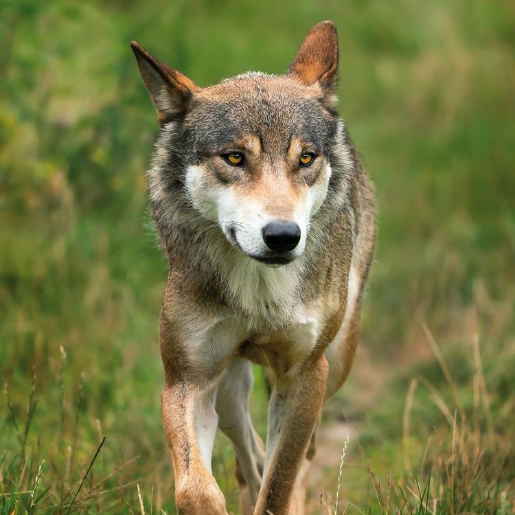 Produktbild: Wolves 2024