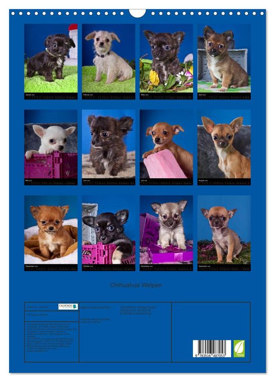 Produktbild: Chihuahua Welpen (Wandkalender 2026 DIN A3 hoch), CALVENDO Monatskalender