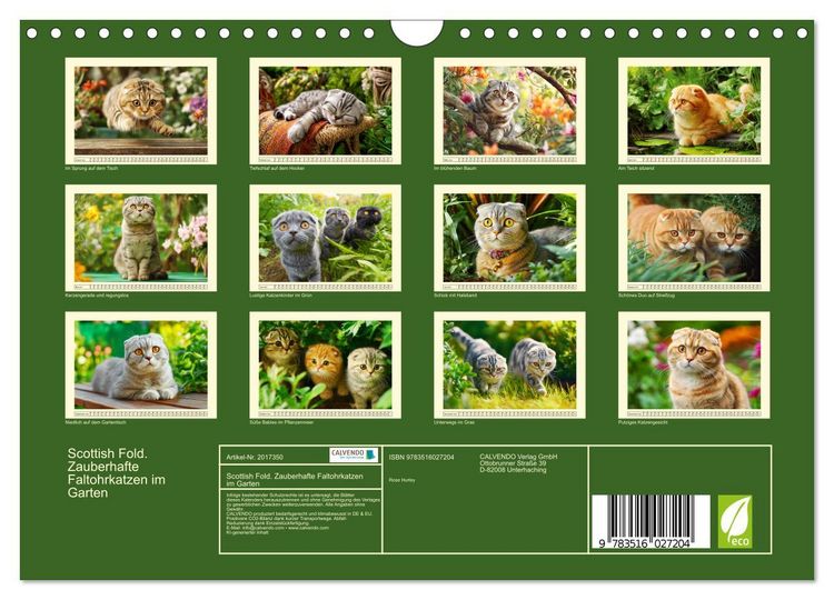 Produktbild: Scottish Fold. Zauberhafte Faltohrkatzen im Garten (Wandkalender 2026 DIN A4 quer), CALVENDO Monatskalender