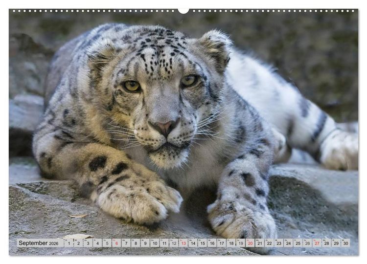Produktbild: Schneeleoparden. Perfekte Raubkatzen-Sch&ouml;nheiten (hochwertiger Premium Wandkalender 2026 DIN A2 quer), Kunstdruck in Hochglanz