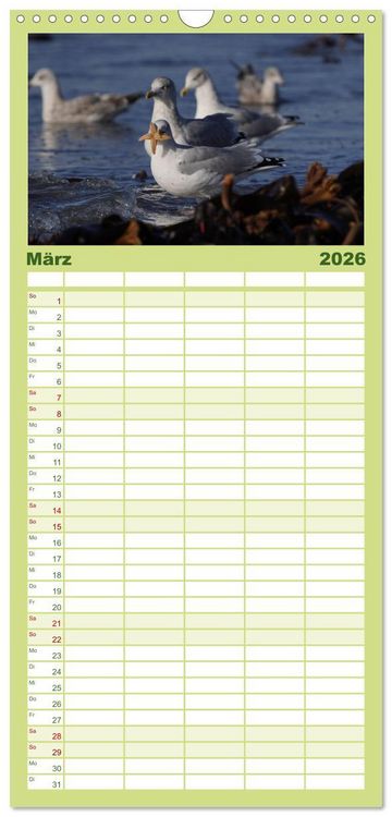Produktbild: Familienplaner 2026 - Wilde Vogelwelt Helgoland mit 5 Spalten (Wandkalender, 21 x 45 cm) CALVENDO
