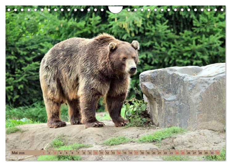 Produktbild: B&auml;ren - Der Eisb&auml;r und der Kamtschatka-Braunb&auml;r (Wandkalender 2026 DIN A4 quer), CALVENDO Monatskalender