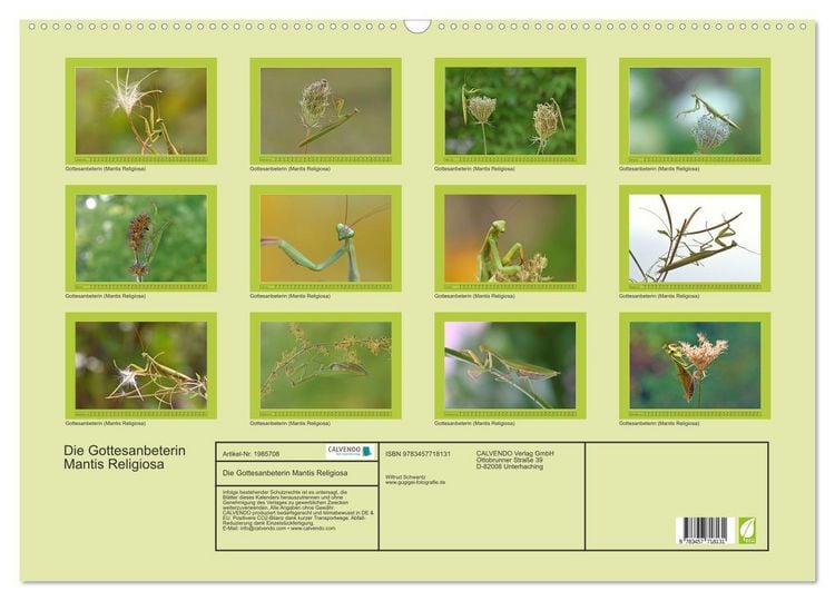 Produktbild: Die Gottesanbeterin Mantis Religiosa (Wandkalender 2026 DIN A2 quer), CALVENDO Monatskalender