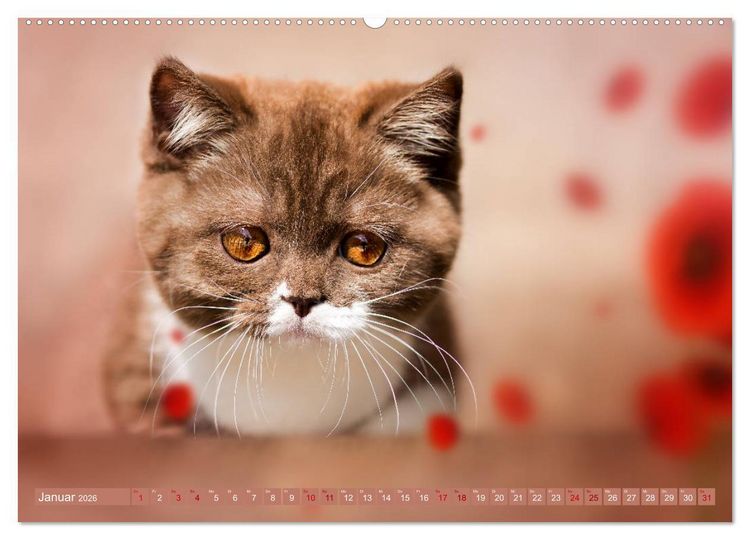 Produktbild: Kittens - Britisch Kurzhaar Katzenkinder (Wandkalender 2026 DIN A2 quer), CALVENDO Monatskalender