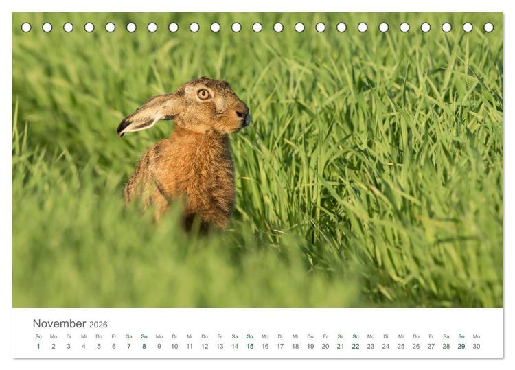 Produktbild: Feldhasen - dem Langohr auf der Spur (Tischkalender 2026 DIN A5 quer), CALVENDO Monatskalender