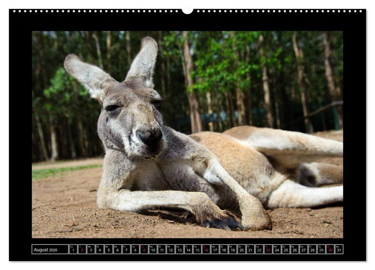 Produktbild: Australia Wildlife (Wandkalender 2026 DIN A2 quer), CALVENDO Monatskalender