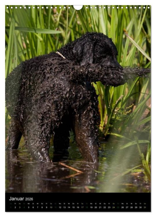 Produktbild: Curly Coated Retriever 2026 (Wandkalender 2026 DIN A3 hoch), CALVENDO Monatskalender