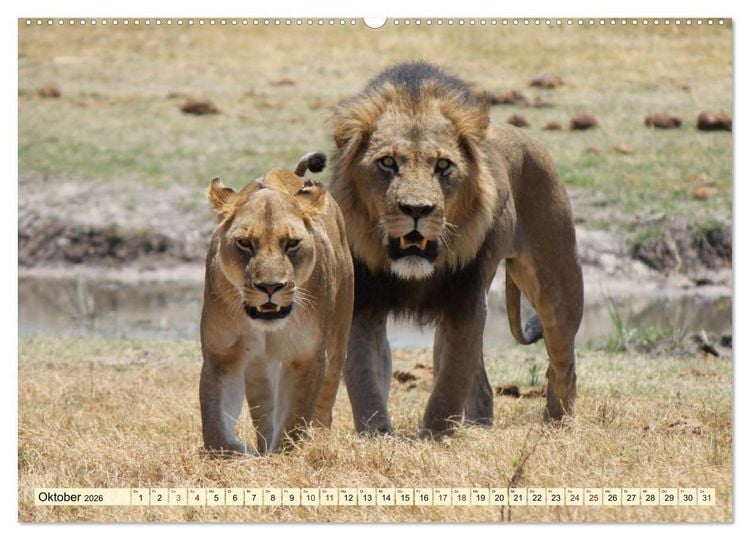 Produktbild: Afrika. Botswanas wundervolle Tierwelt (Wandkalender 2026 DIN A2 quer), CALVENDO Monatskalender