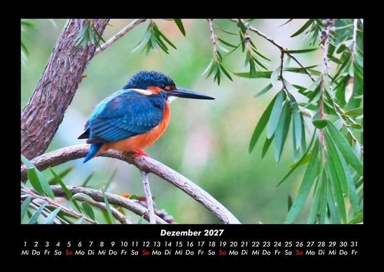 Produktbild: Vogelparadies 2027 Fotokalender DIN A3