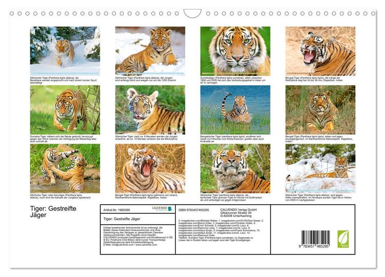Produktbild: Tiger: Gestreifte J&auml;ger (Wandkalender 2026 DIN A3 quer), CALVENDO Monatskalender