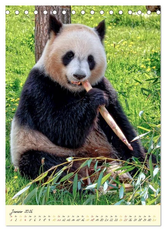 Produktbild: Riesenpanda (Tischkalender 2026 DIN A5 hoch), CALVENDO Monatskalender
