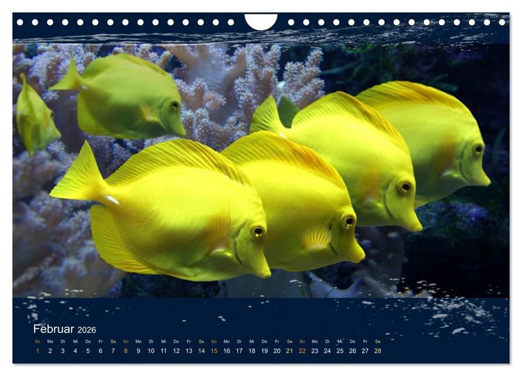 Produktbild: Korallenfische im Lichtschimmer des Meeres (Wandkalender 2026 DIN A4 quer), CALVENDO Monatskalender