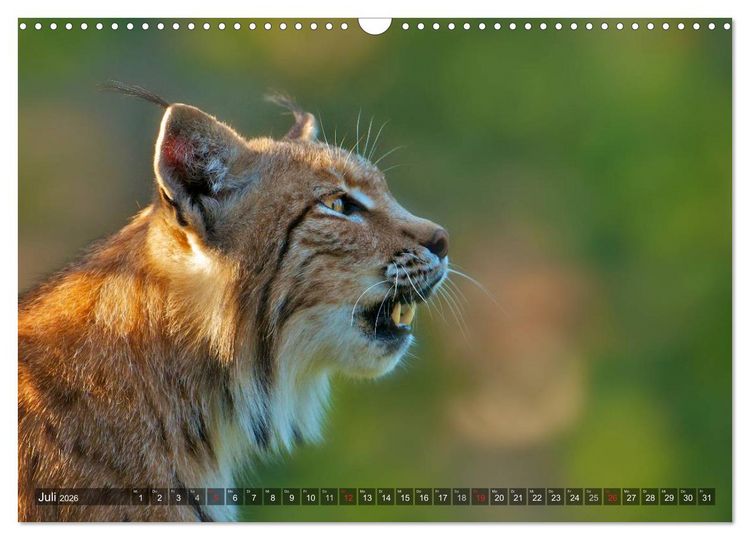 Produktbild: Der Luchs - Dem Pinselohr auf der Spur (Wandkalender 2026 DIN A3 quer), CALVENDO Monatskalender