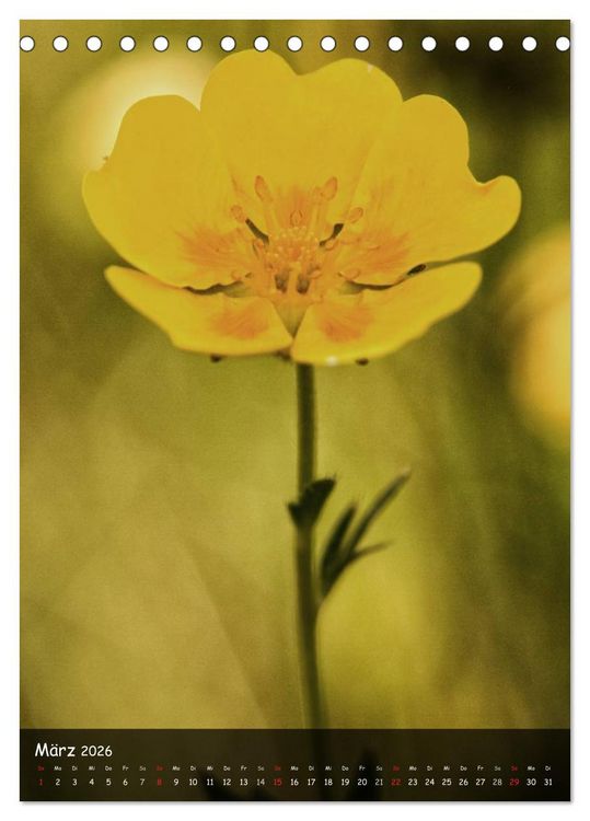 Produktbild: Alpenblumen 2026 (Tischkalender 2026 DIN A5 hoch), CALVENDO Monatskalender
