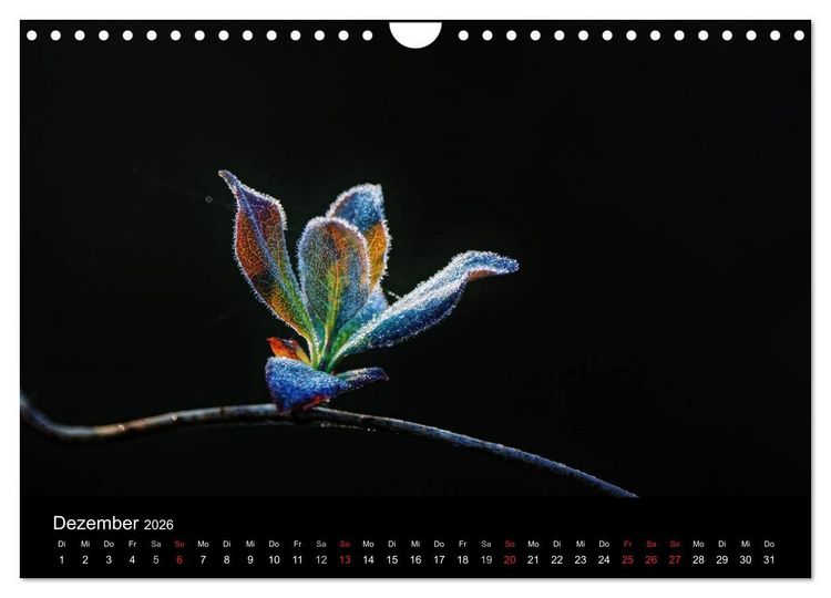 Produktbild: Wilde Bl&uuml;ten-Tr&auml;ume (Wandkalender 2026 DIN A4 quer), CALVENDO Monatskalender