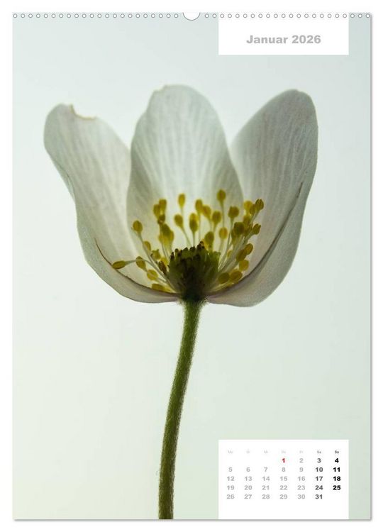 Produktbild: Schnittblumen 2026 (Wandkalender 2026 DIN A2 hoch), CALVENDO Monatskalender