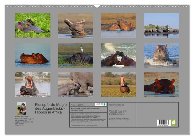 Produktbild: Flusspferde Magie des Augenblicks - Hippos in Afrika (Wandkalender 2026 DIN A2 quer), CALVENDO Monatskalender