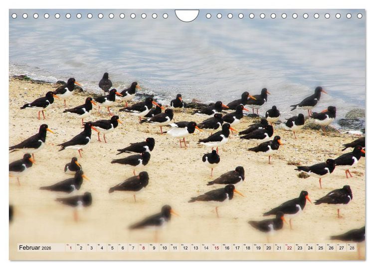 Produktbild: Typisch Amrum! (Wandkalender 2026 DIN A4 quer), CALVENDO Monatskalender