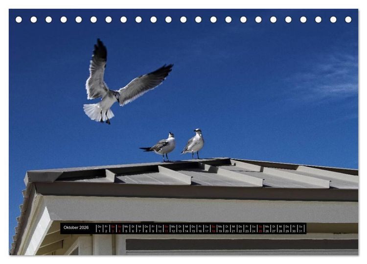 Produktbild: Florida Impressionen (Tischkalender 2026 DIN A5 quer), CALVENDO Monatskalender