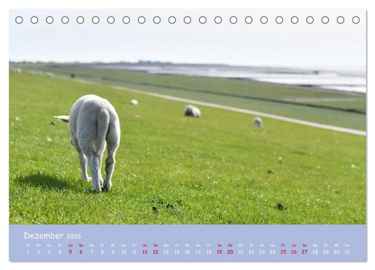 Produktbild: Wolle & H&ouml;rner (Tischkalender 2026 DIN A5 quer), CALVENDO Monatskalender