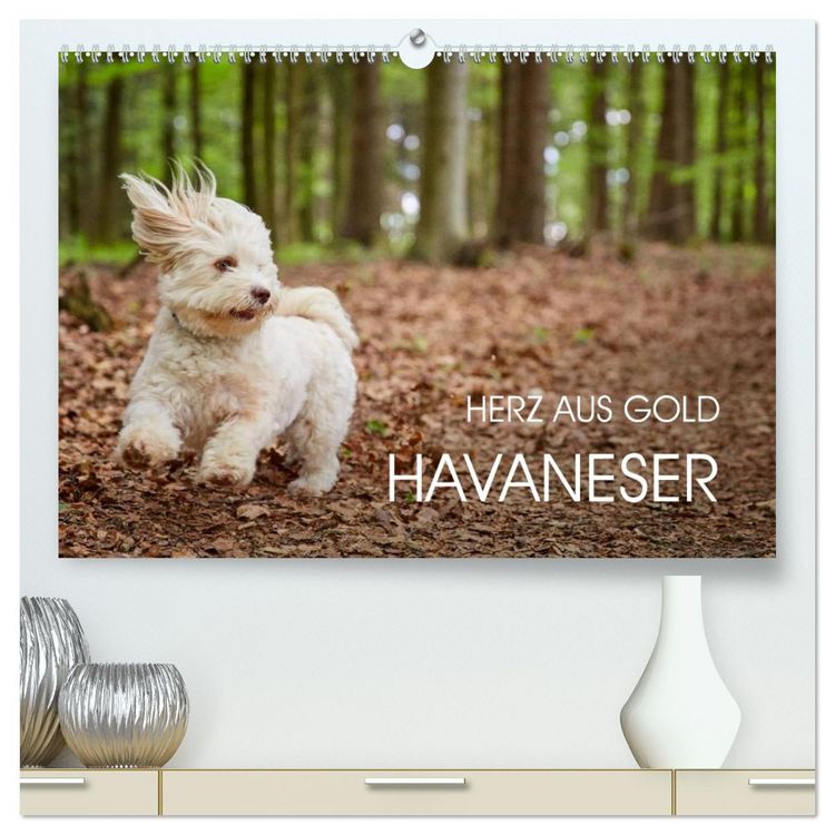 Produktbild: Havaneser - Herz aus Gold (hochwertiger Premium Wandkalender 2026 DIN A2 quer), Kunstdruck in Hochglanz