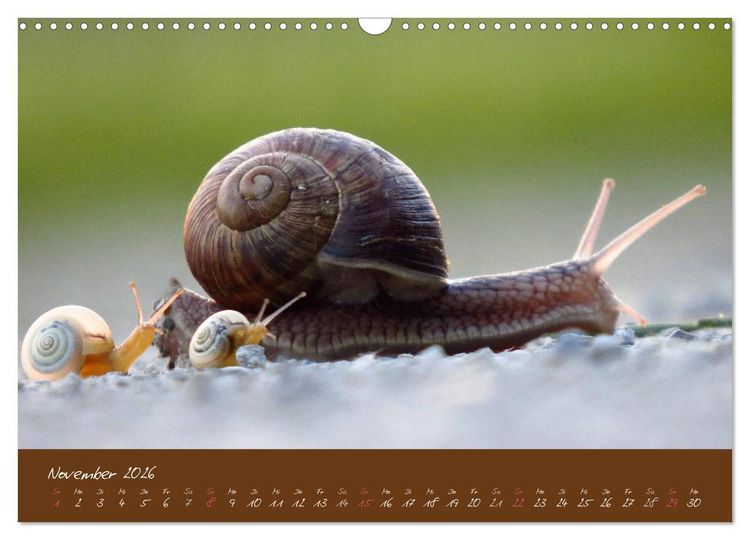 Produktbild: Ganz langsam im Schneckentempo durch's Jahr (Wandkalender 2026 DIN A3 quer), CALVENDO Monatskalender