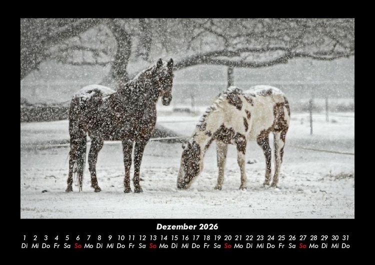 Produktbild: Die Welt der Pferde 2026 Fotokalender DIN A3