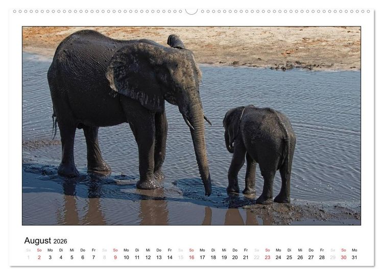 Produktbild: Afrikanische Elefanten (hochwertiger Premium Wandkalender 2026 DIN A2 quer), Kunstdruck in Hochglanz
